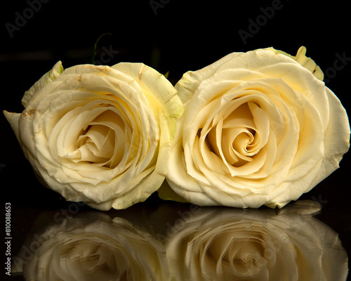 Serene white roses with reflection on dark background © Antonio