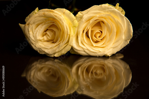 Serene white roses with reflection on dark background © Antonio