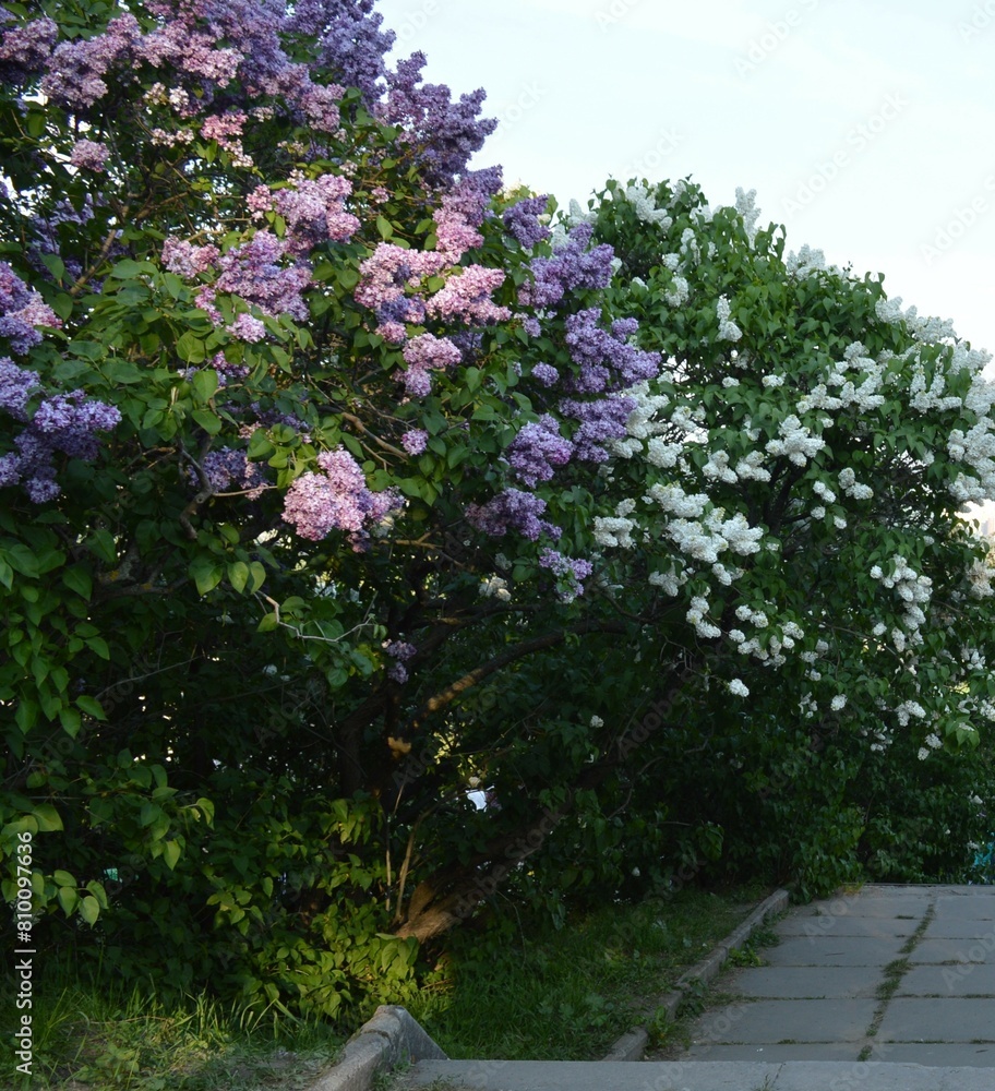 Obraz premium Bush purple and white lilac (Syringa) in the botanical garden
