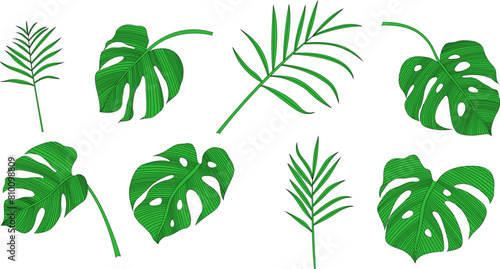 Collection of tropical leaves isolated on white background. Hand drawn  illustration set.