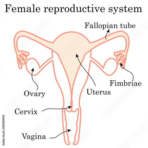 Illustration of female reproductive system. Human anatomy