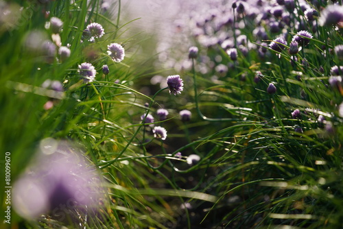field of fresh green chives with purple blossoms in the sunlight