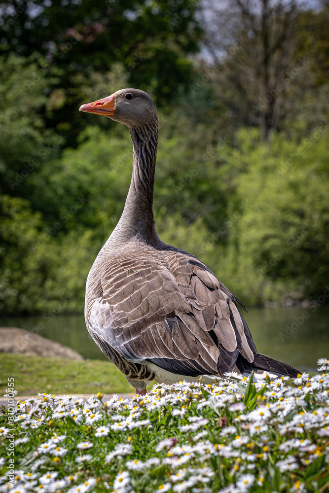 A close up of a goose standing surrounded by daisies, on a sunny May day A close up of a goose standing surrounded by daisies, on a sunny May day