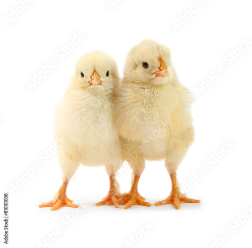 Wallpaper Mural Two cute chicks isolated on white. Baby animals Torontodigital.ca
