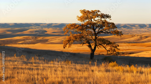 The high plains in the golden hour, with long shadows and a lone tree standing against a backdrop of rolling hills