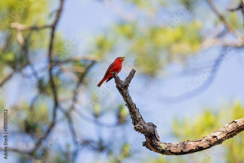 A male summer tanager perched on a branch. photo