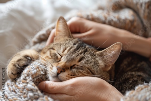 Cat Wellness: a scene of a cat enjoying a pampering session