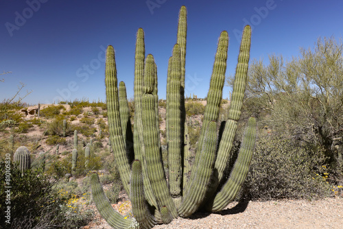 Organ Pipe Cactus in the desert