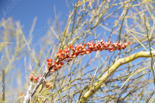 Ocotillo cactus in bloom
 photo