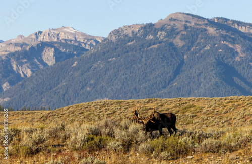 Bull Moose During the Fall Rut in the Tetons of Wyoming