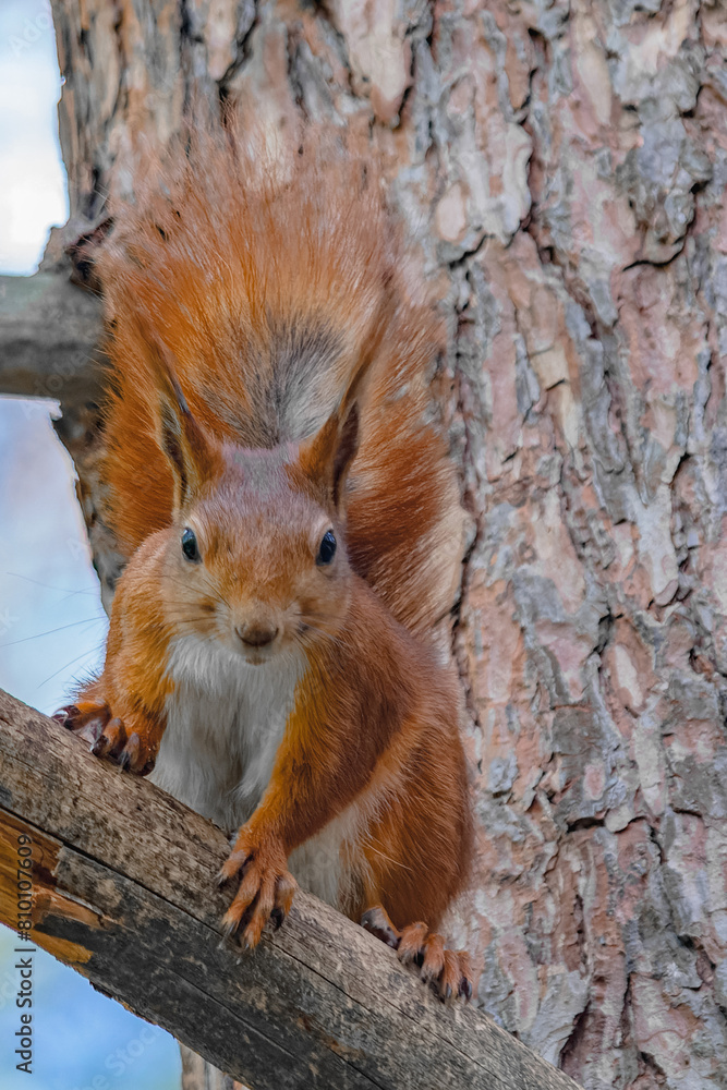 A tree squirrel sits in a tree and watches. A tree squirrel sits in a tree and watches.