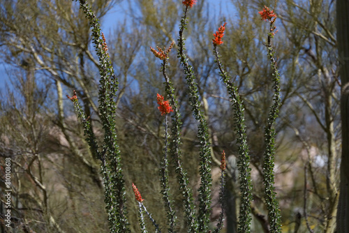 Ocotillo cactus in bloom
 photo