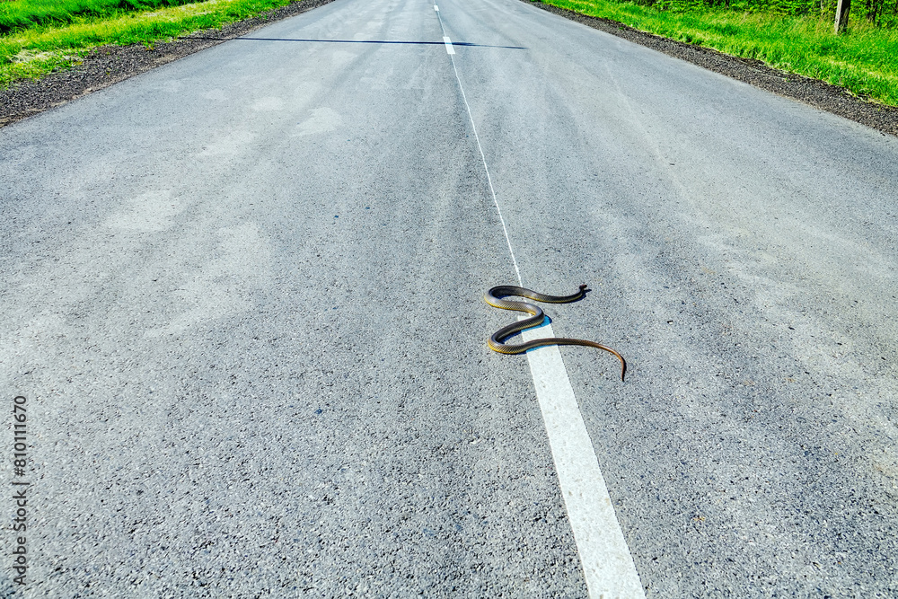 More 1.5-meter Balkan snake (Coluber jugularis) on highway. It is very brave, aggressive snake in relation to predators, boldly overcomes open spaces even during day, but cars and drivers antipathy..