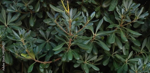 Pittosporum tobira is a species of sweet-smelling flowering plant in the pittosporum family Pittosporaceae known by several common names, including Australian laurel, Japanese pittosporum, mock orange photo