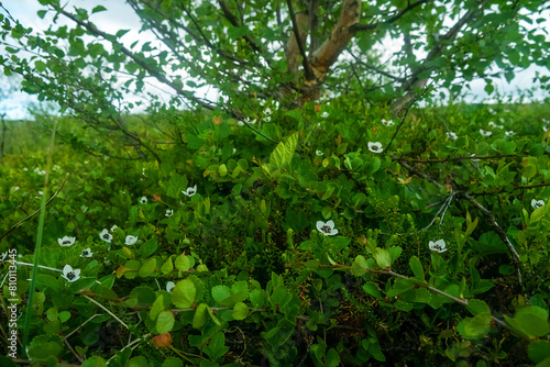 Dwarf cornel (Cornus suecia) lives in difficult Arctic conditions on the shores of the Barents Sea. Betula pubescens as forest tundra community