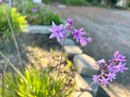 Purple Tulbaghia  Flowers photo