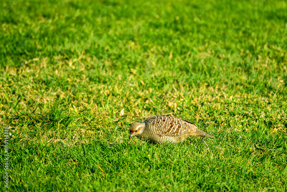 Obraz premium Abu Dhabi, Arab Emirates, January. Grey Francolin (Francolinus pondicerianus) on winter place in Arabian deserts, desertscape, feeding in leafless shrubs neighborhoods of Abu Dhabi and in city parks