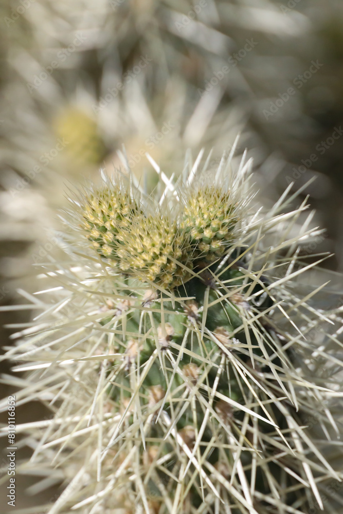New growth on cactus, close-up New growth on cactus, close-up