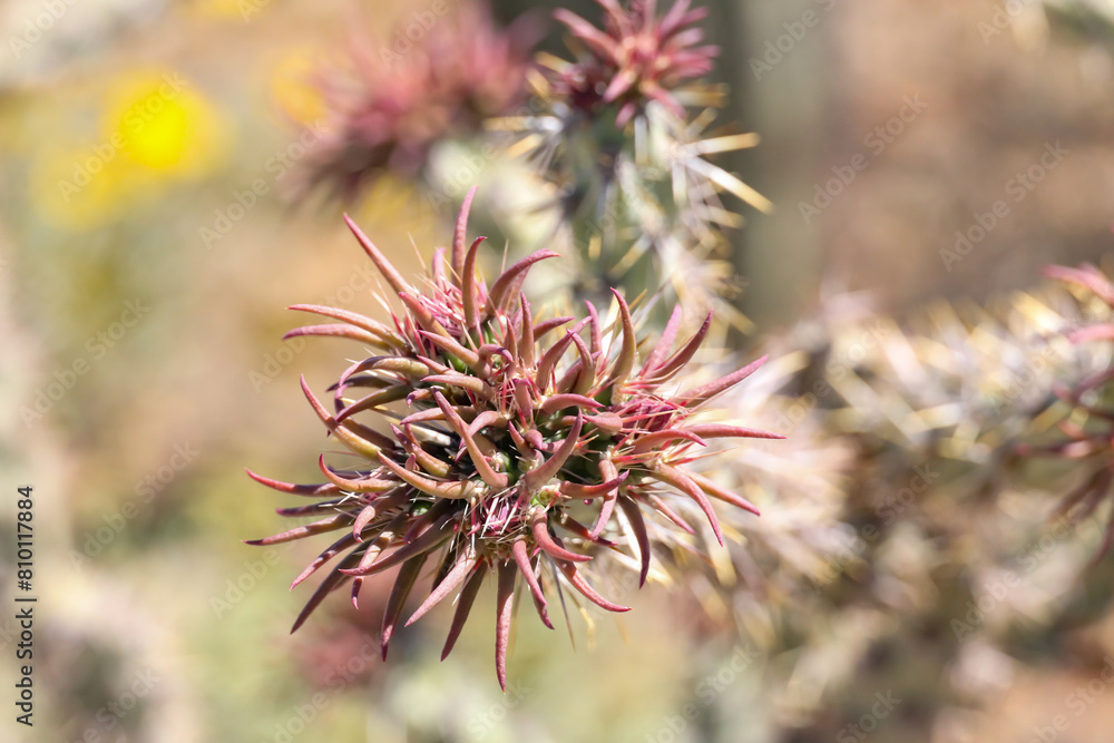 New growth on cactus, close-up New growth on cactus, close-up