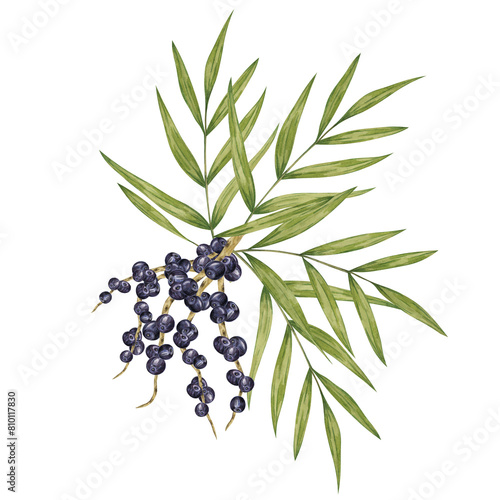 Acai berry superfood on palm branches with leaves. Exotic purple tropical berries Brazilian tree. Watercolor illustration for printing, granola, smoothie, food packaging, supplements, label, cosmetics