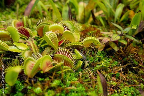 Venus is a flycatcher. Carnivorous plants of North America. Insectivorous plants in a large florarium. An original houseplant.