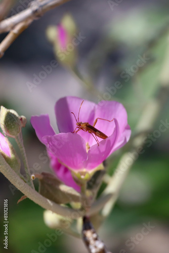 Bug inside a purple flower bloom © Martina