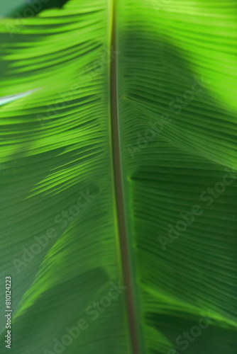 Leaf of a Cavendish banana -Musa acuminata- growing beside the Sendero Centinelas del Rio Luminoso Hike, Guanayara Park. Cienfuegos province-Cuba-213 photo