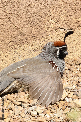 Gambel's Quail resting in the sand photo
