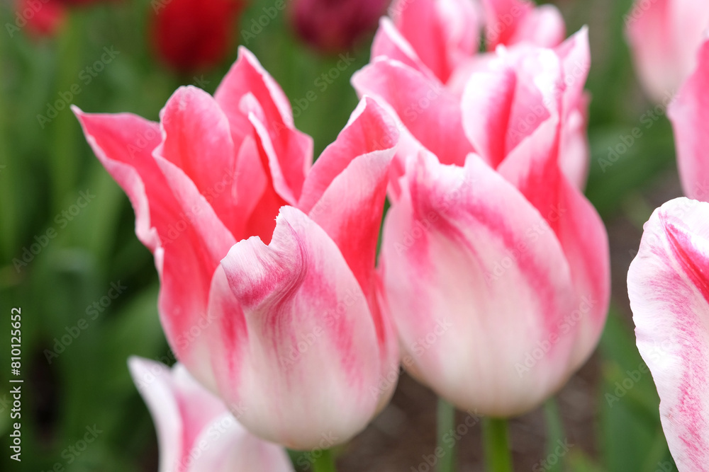 Pink and white lily flowering Tulip, tulipa ‘Holland Chic’ in flower.