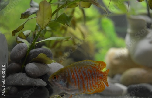 Fish Coral Lulius - male - aquarium animal of orange color among algae and aquarium plants, pebbles and stones at the bottom of the aquarium photo