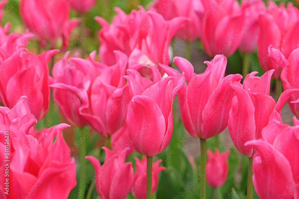 Bright magenta pink lily flowering Tulip, tulipa ‘Pretty Love’ in flower. Bright magenta pink lily flowering Tulip, tulipa ‘Pretty Love’ in flower.
