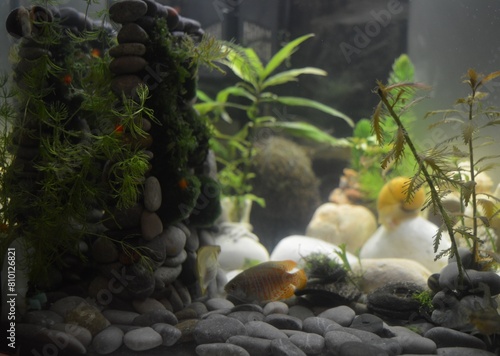 Lyalius - fish in an aquarium