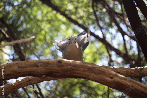 Dove sitting on a branch in a tree