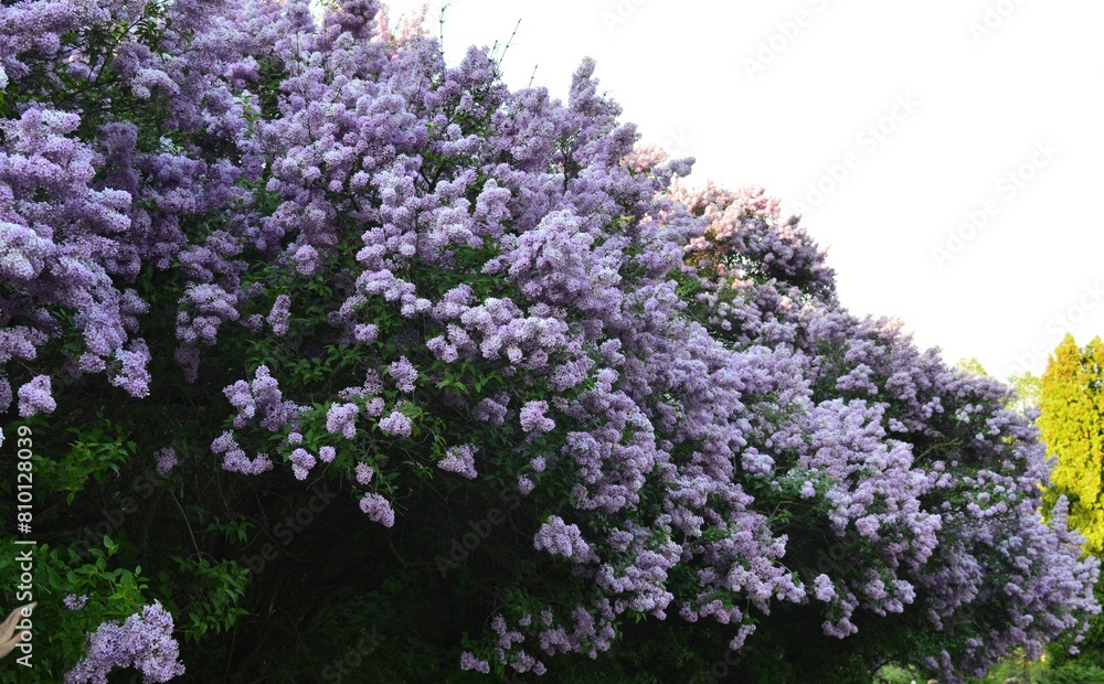 Bush Purple lilac (Syringa) in the botanical garden Bush Purple lilac (Syringa) in the botanical garden