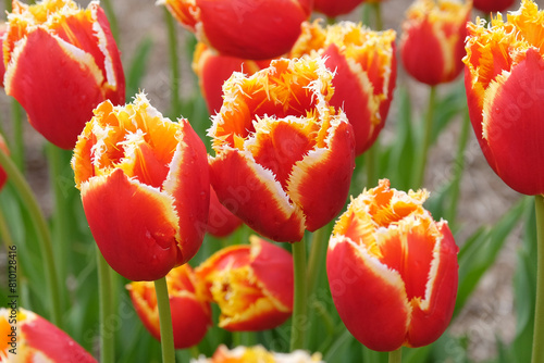 Red and yellow fringed Tulip, tulipa ‘Davenport’ in flower. photo