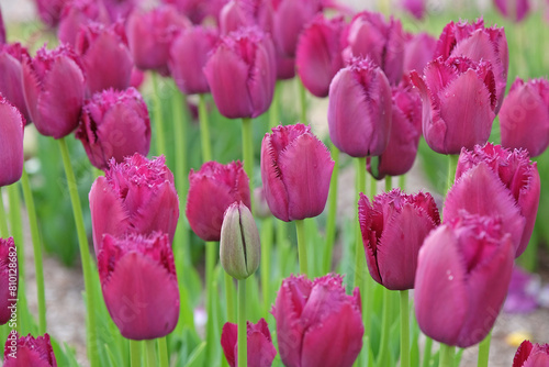 Purple fringed Tulip, tulipa ‘Curly Sue’ in flower.