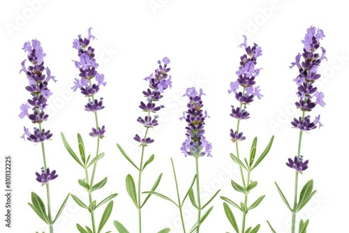 Fresh lavender flowers closeup isolated on white background.