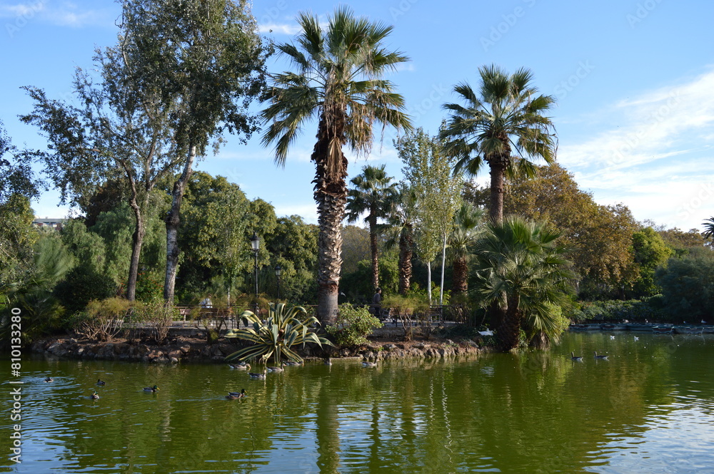 Palm trees on an island near a lake with ducks in Ciutadella Park - Spanish nature and exotic plants in the park, Barcelona Palm trees on an island near a lake with ducks in Ciutadella Park - Spanish nature and exotic plants in the park, Barcelona