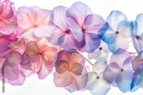 Vibrant hydrangea blooms on a soft transparent white backdrop  adding drama to designs