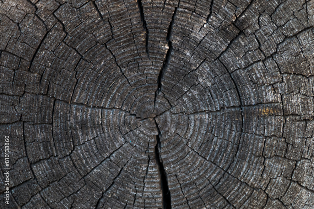 Fototapeta premium cut of an old cracked log. natural wooden background. Tree rings on a log.