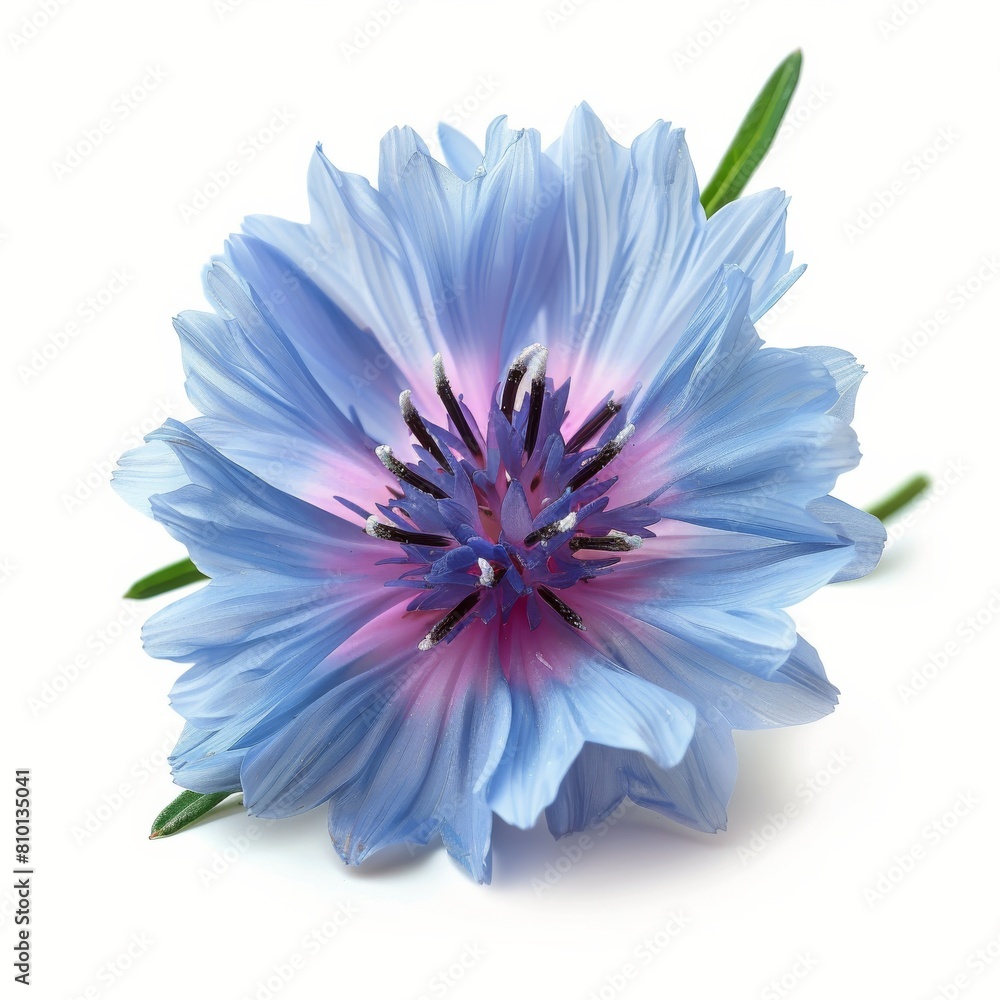 Obraz premium Blue Flower on White Background