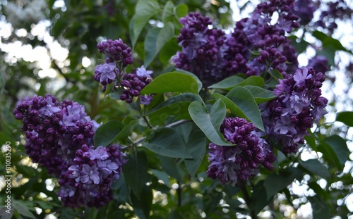 Bush Purple lilac (Syringa) in the botanical garden photo