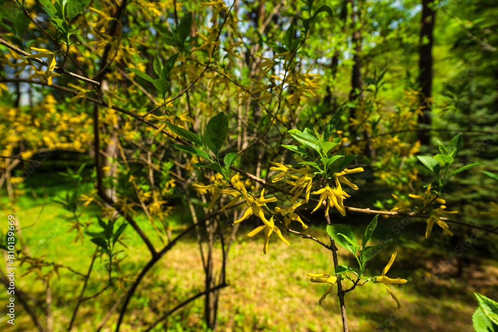 Forsythia (Golden Bell) branch with flower and budding leaves in botanical garden Forsythia (Golden Bell) branch with flower and budding leaves in botanical garden