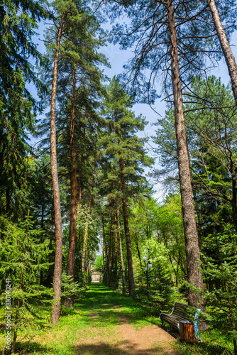 Spring tall trees in botanical garden, Armenia
