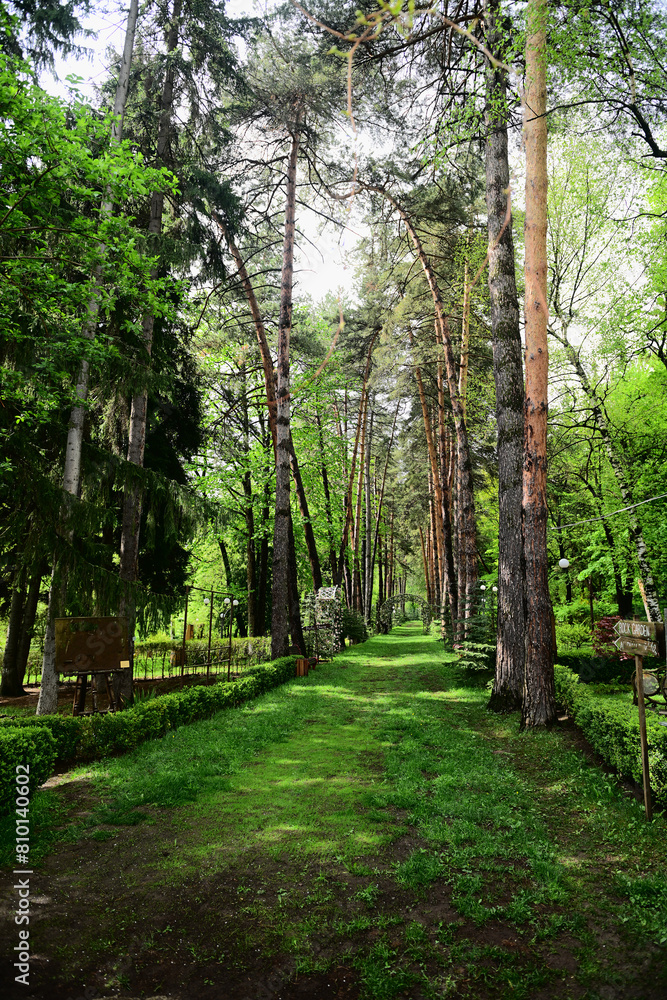 Spring tall trees in botanical garden, Armenia
Spring tall trees in botanical garden, Armenia