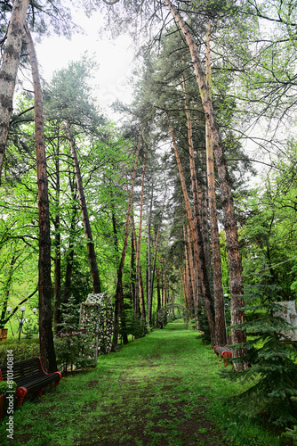 Spring tall trees in botanical garden, Armenia
