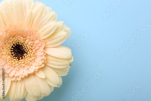 One beautiful tender gerbera flower on light blue background, top view. Space for text