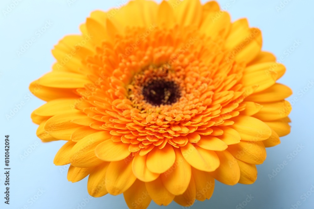 Beautiful orange gerbera flower on light blue background, closeup