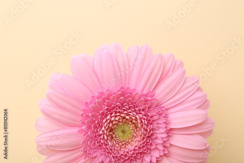 Beautiful pink gerbera flower on beige background  top view