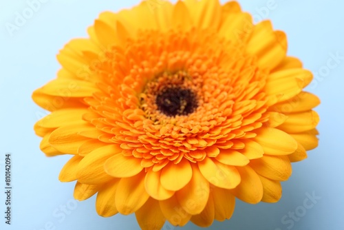 Beautiful orange gerbera flower on light blue background  closeup